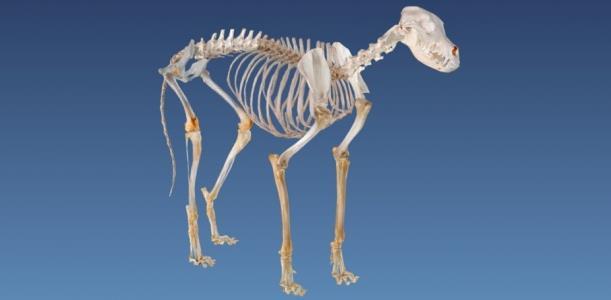 Muzeum Anatomii Weterynaryjnej Online