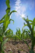 Żywność GMO bezpieczna dla zwierząt