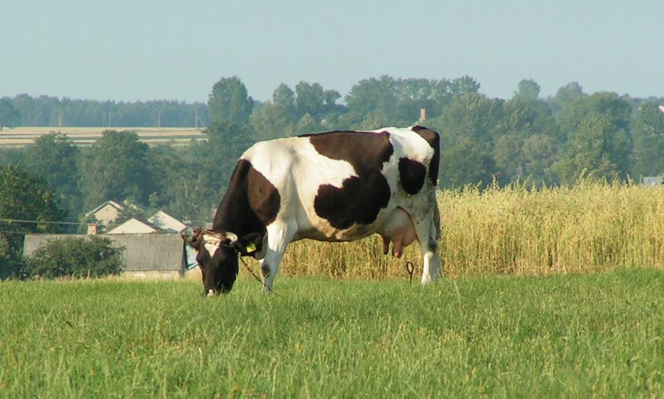 Bydło odporne na gruźlicę?