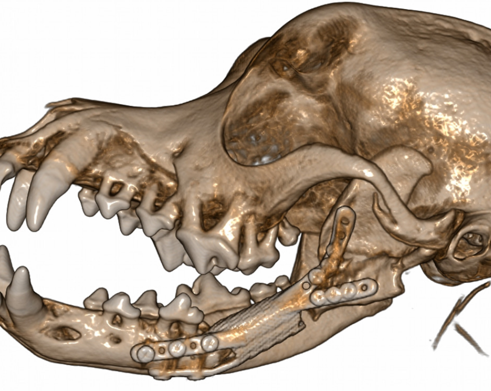 Modelowanie i druk 3D spersonalizowanych implantów dla zwierząt
